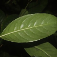 Psychotria nigra var. nigra